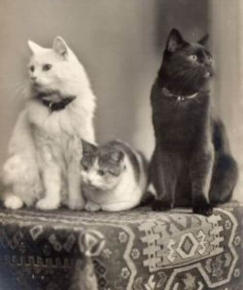 Three Cats - No Writer