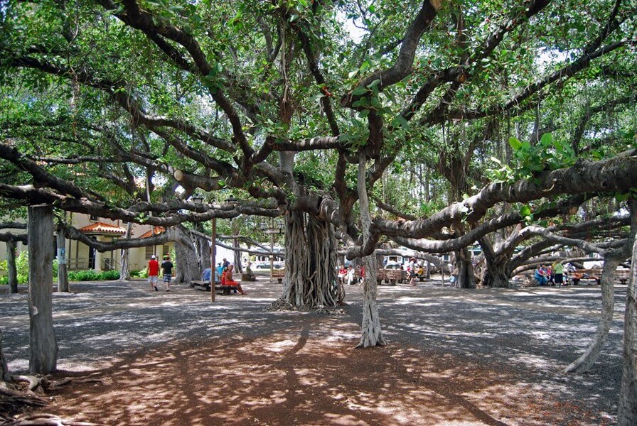 Lahaina Village Banyan Tree