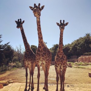 Art of the Story - Three Giraffes