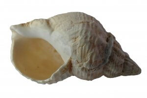 Conch Shell - Miami Beach