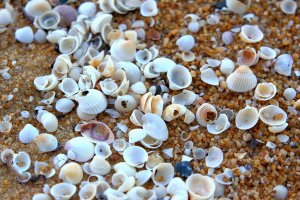 Seashells by the Seashore