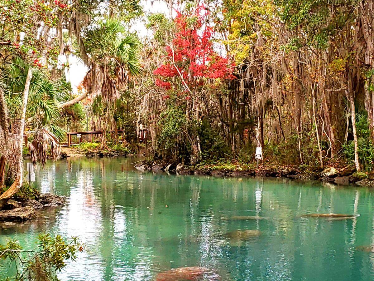 Three Sisters Springs - Crystal River, Florida